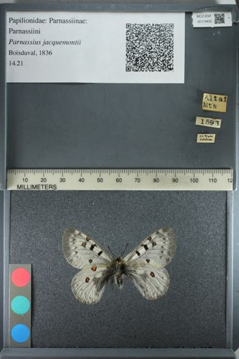Media type: image;   Entomology 174832